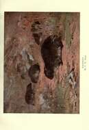 Image of Rock Hyrax