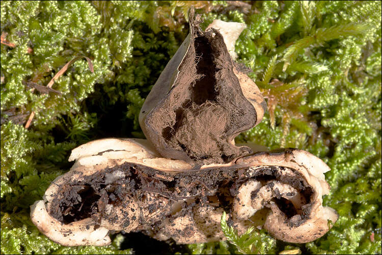 Image of Geastrum