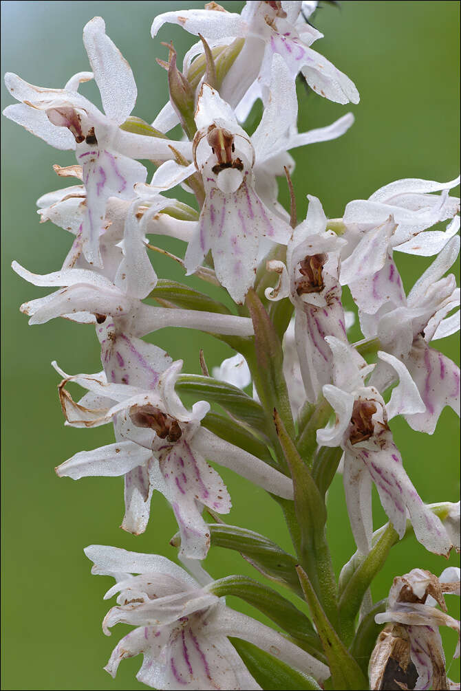 Image of Dactylorhiza fuchsii subsp. fuchsii