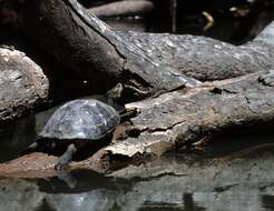 Image of Forest turtles