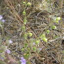Imagem de Emmenanthe penduliflora Benth.