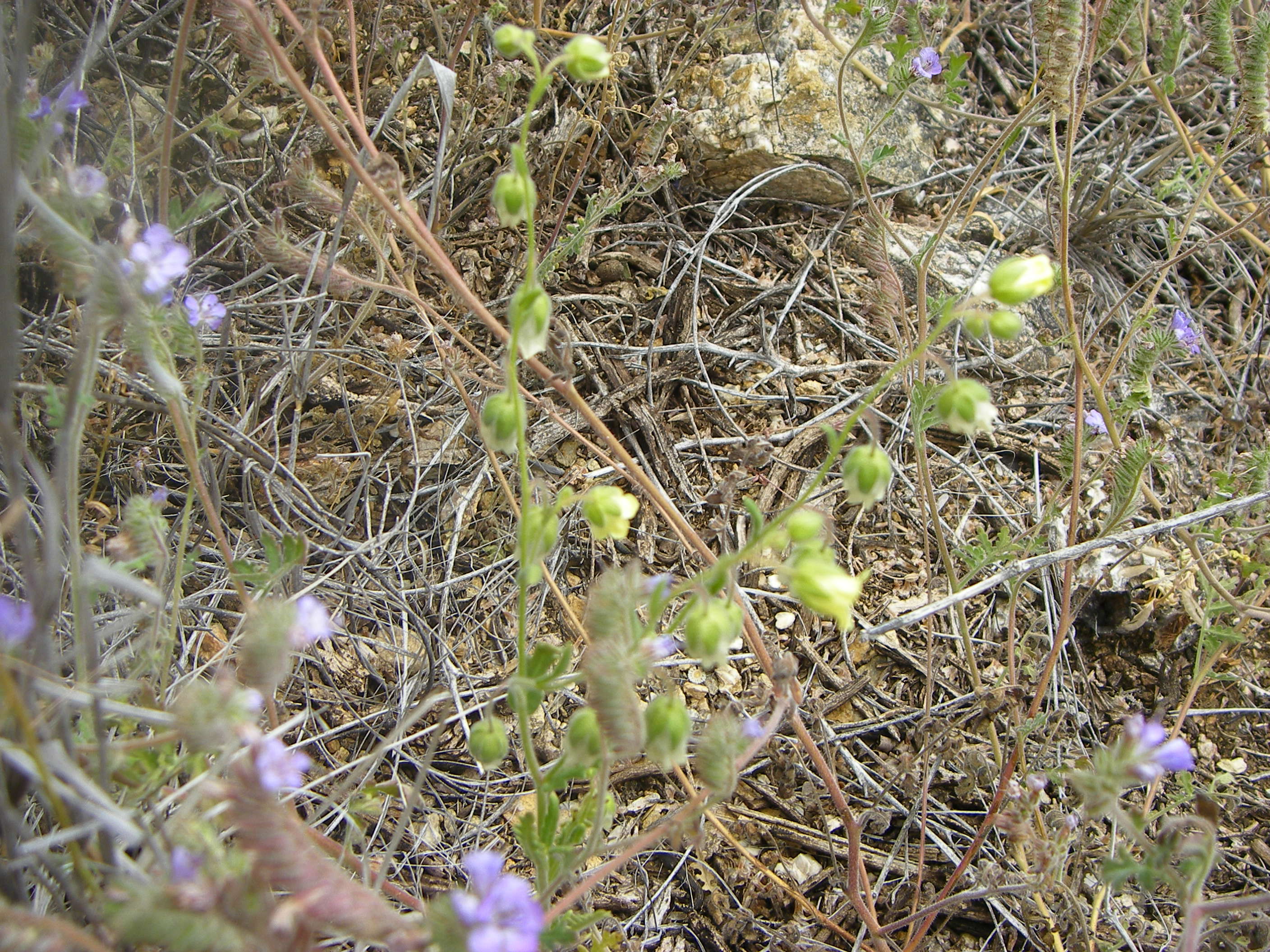 Image of whisperingbells