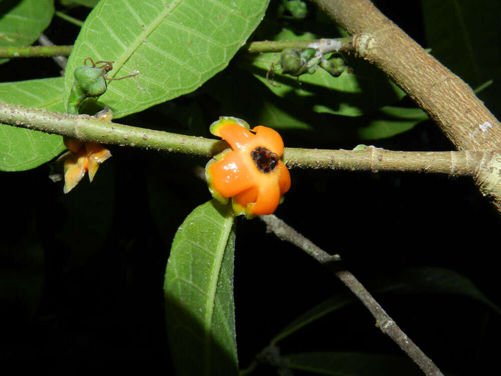 Image de Trophis caucana (Pittier) C. C. Berg