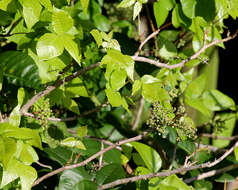 Image of poison oak