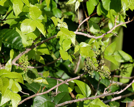 Image of eastern poison ivy