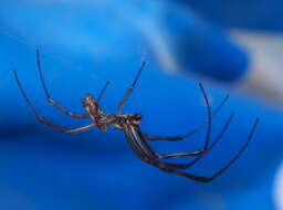 Image of Nephilidae
