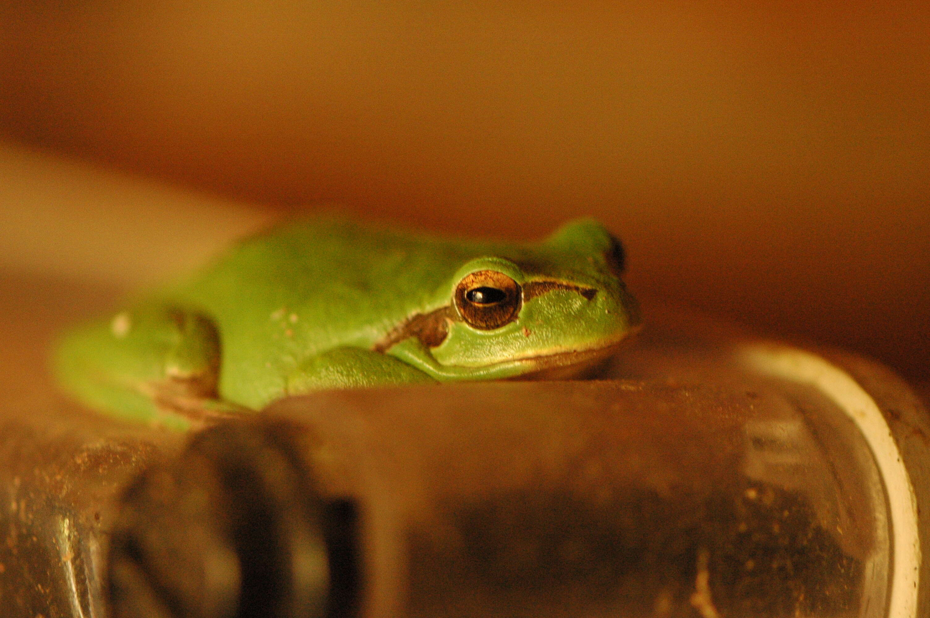 Image of Mediterranean Tree Frog