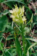 Image of Elder-flowered orchid