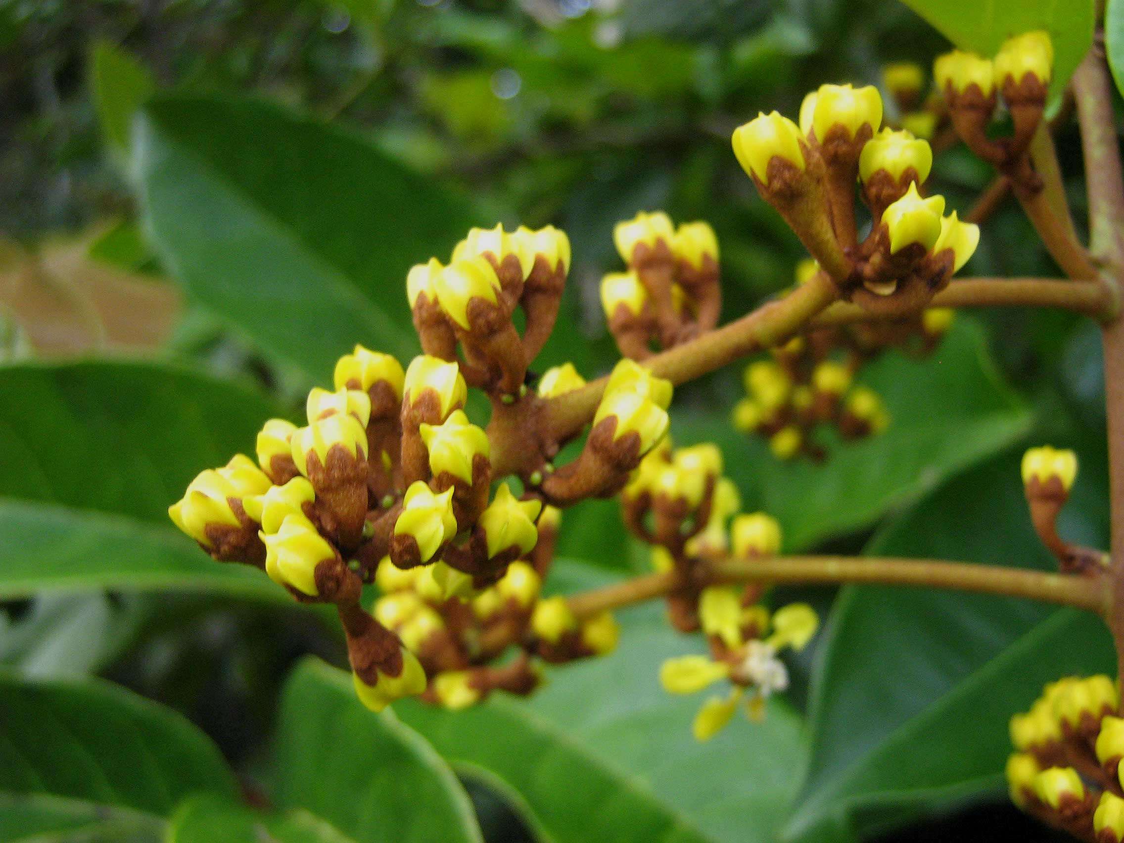 Image of Heteropterys imperata Amorim