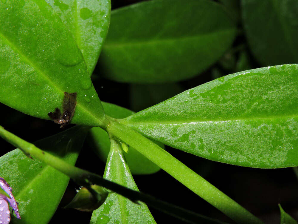 Image of Talinaceae