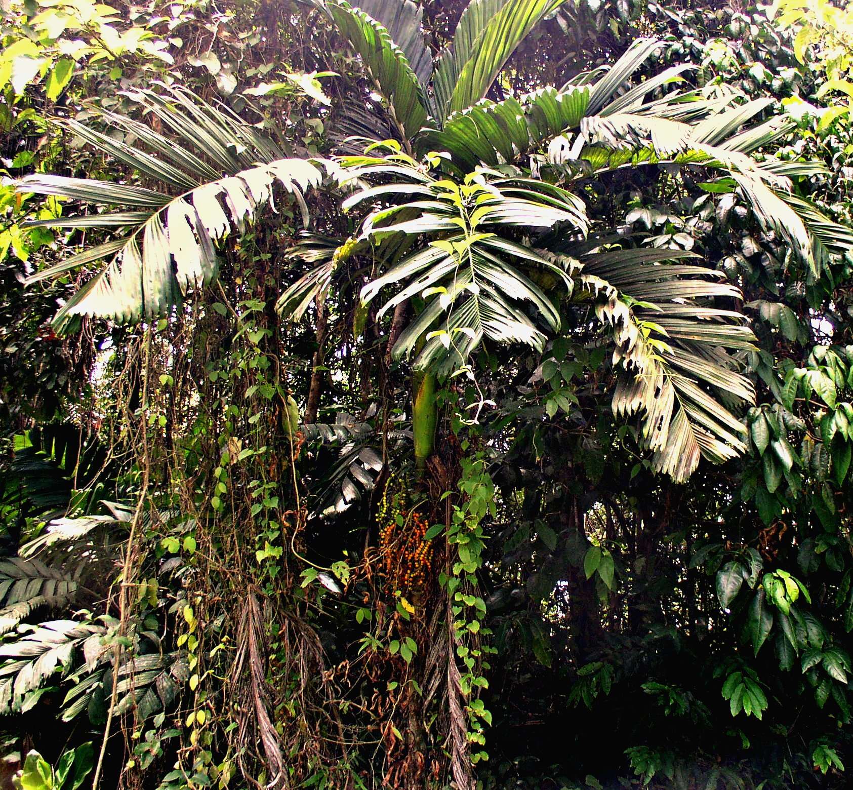 Image of Ivory cane palm