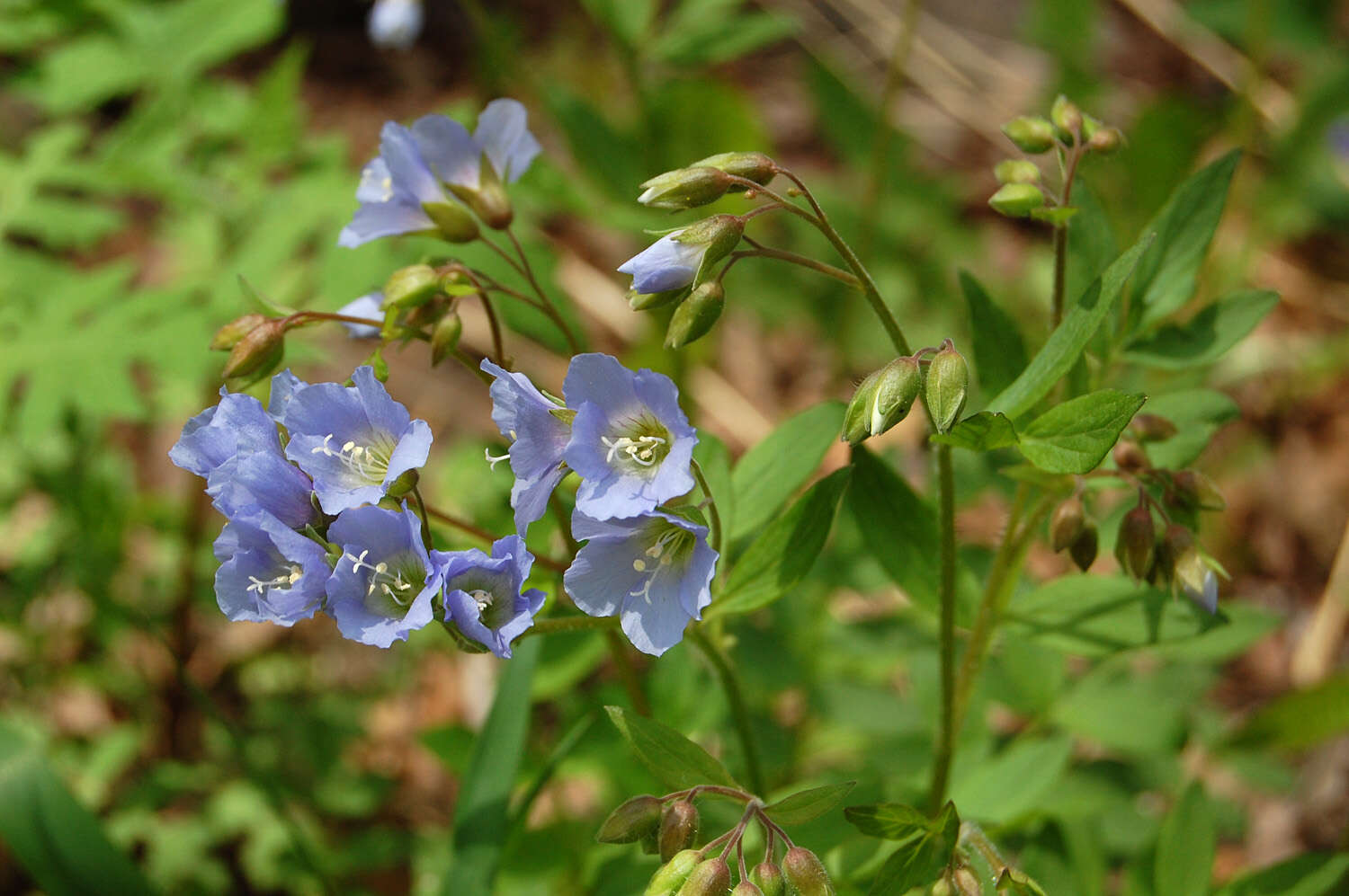 Image of Jacob's-ladder