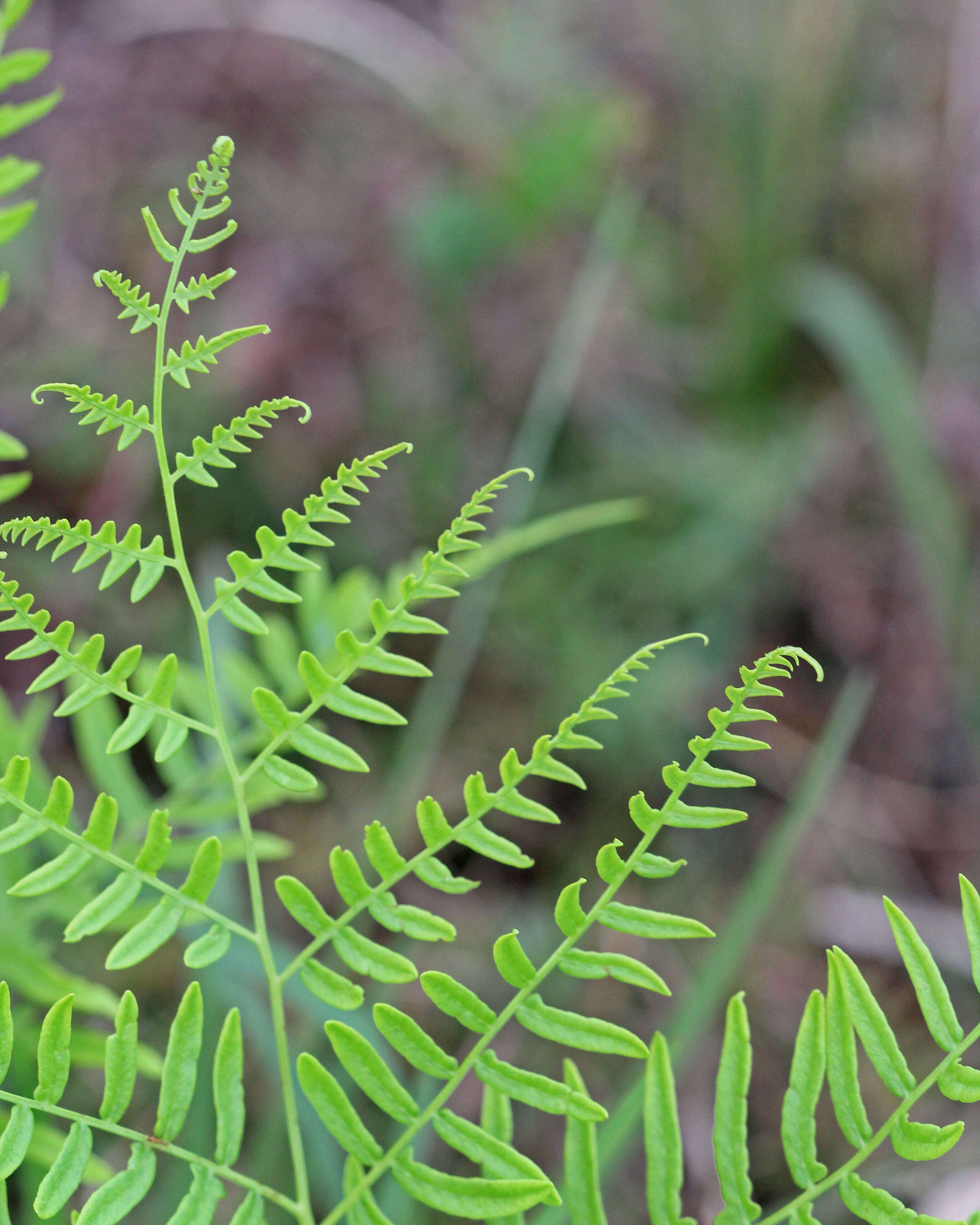 Image of brackenfern