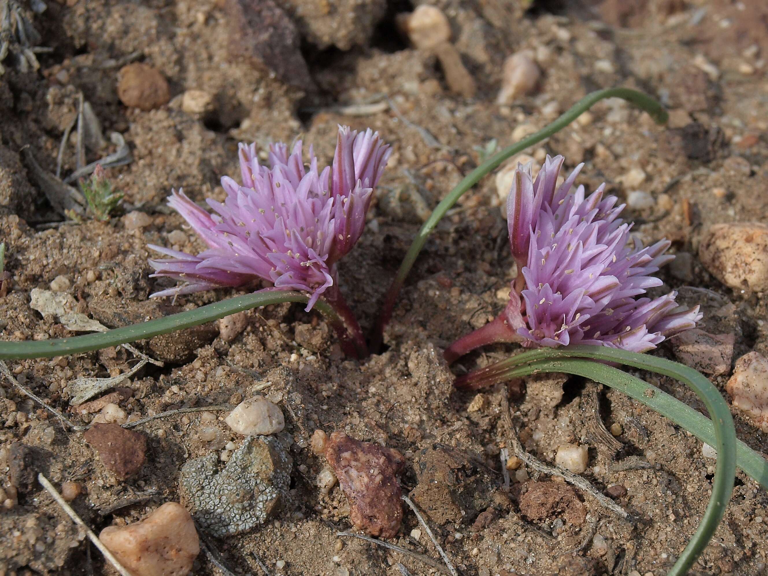 Image of small onion