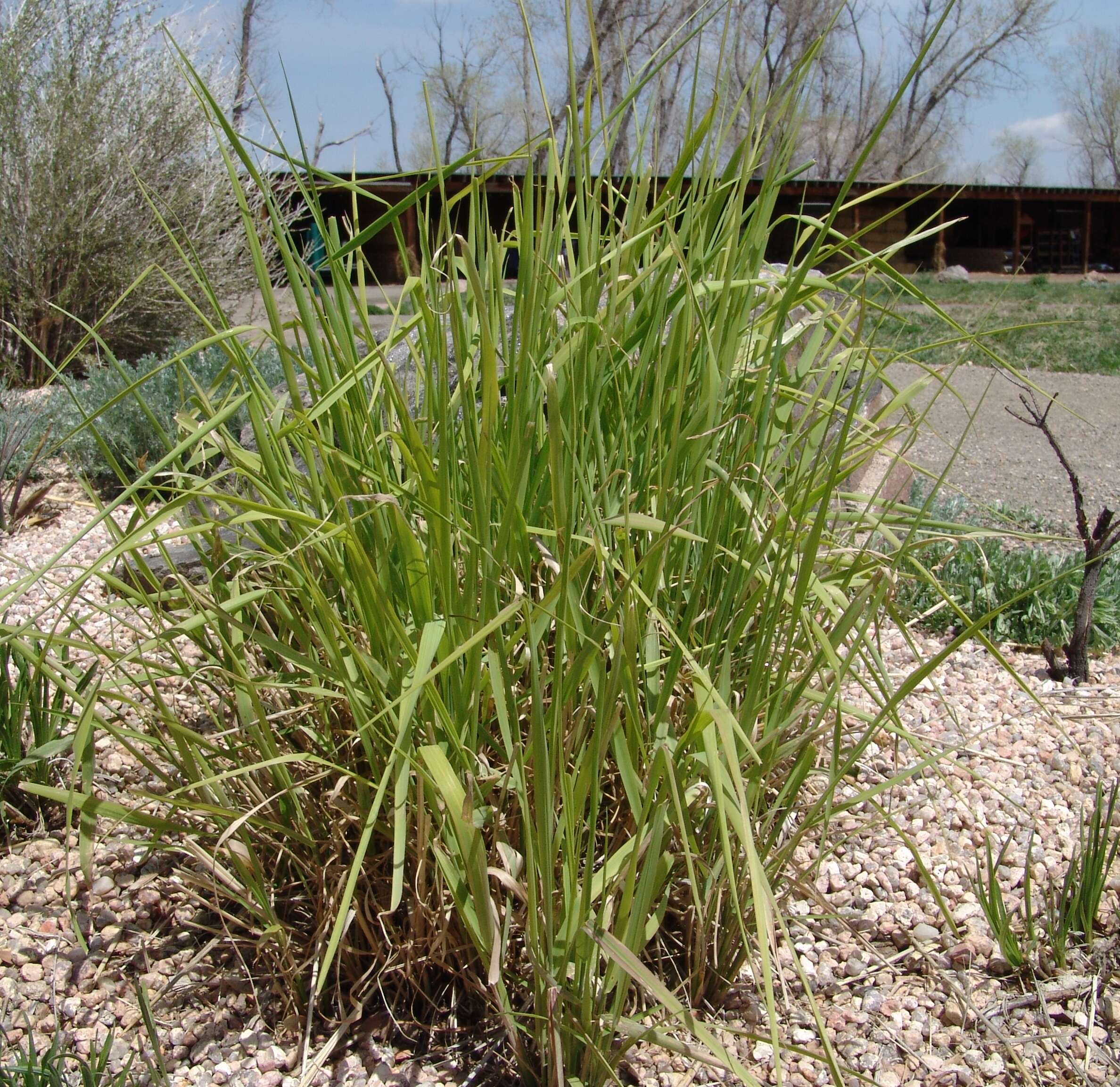 Слика од Liatris punctata Hook.