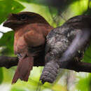 Image of Ceylon Frogmouth