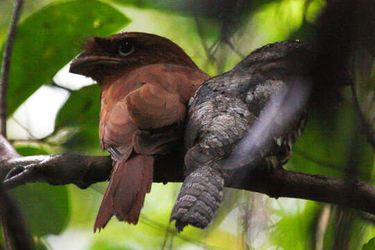 Image of Ceylon Frogmouth