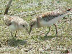 Image of Calidris Merrem 1804