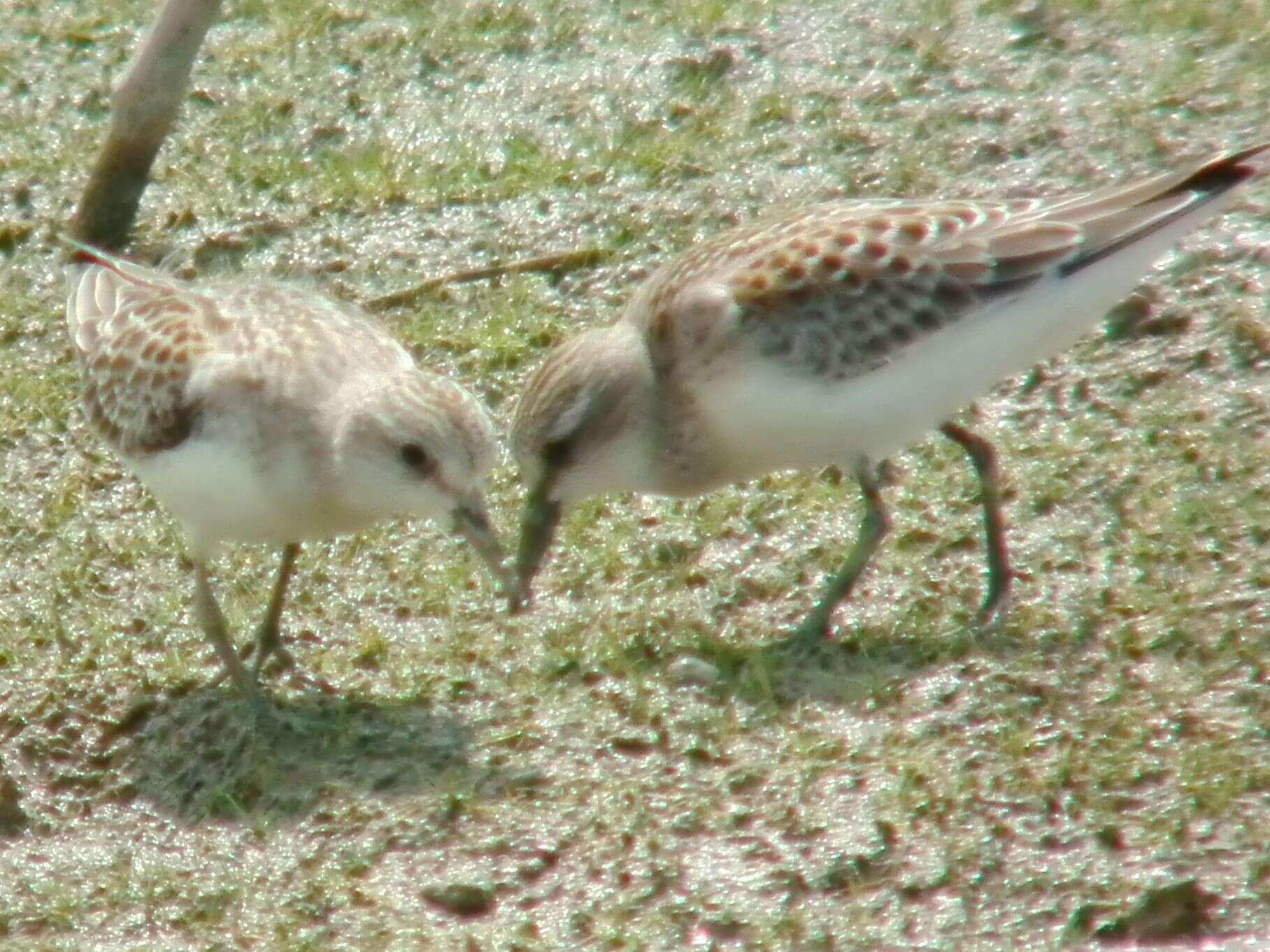 Image of Red-necked Stint