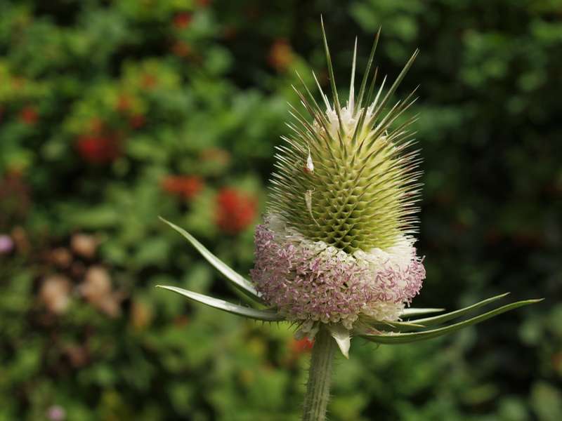 Image of teasel