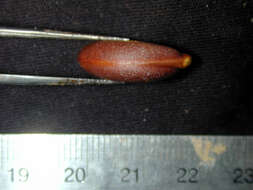 Image of Diospyros subrotata Hiern