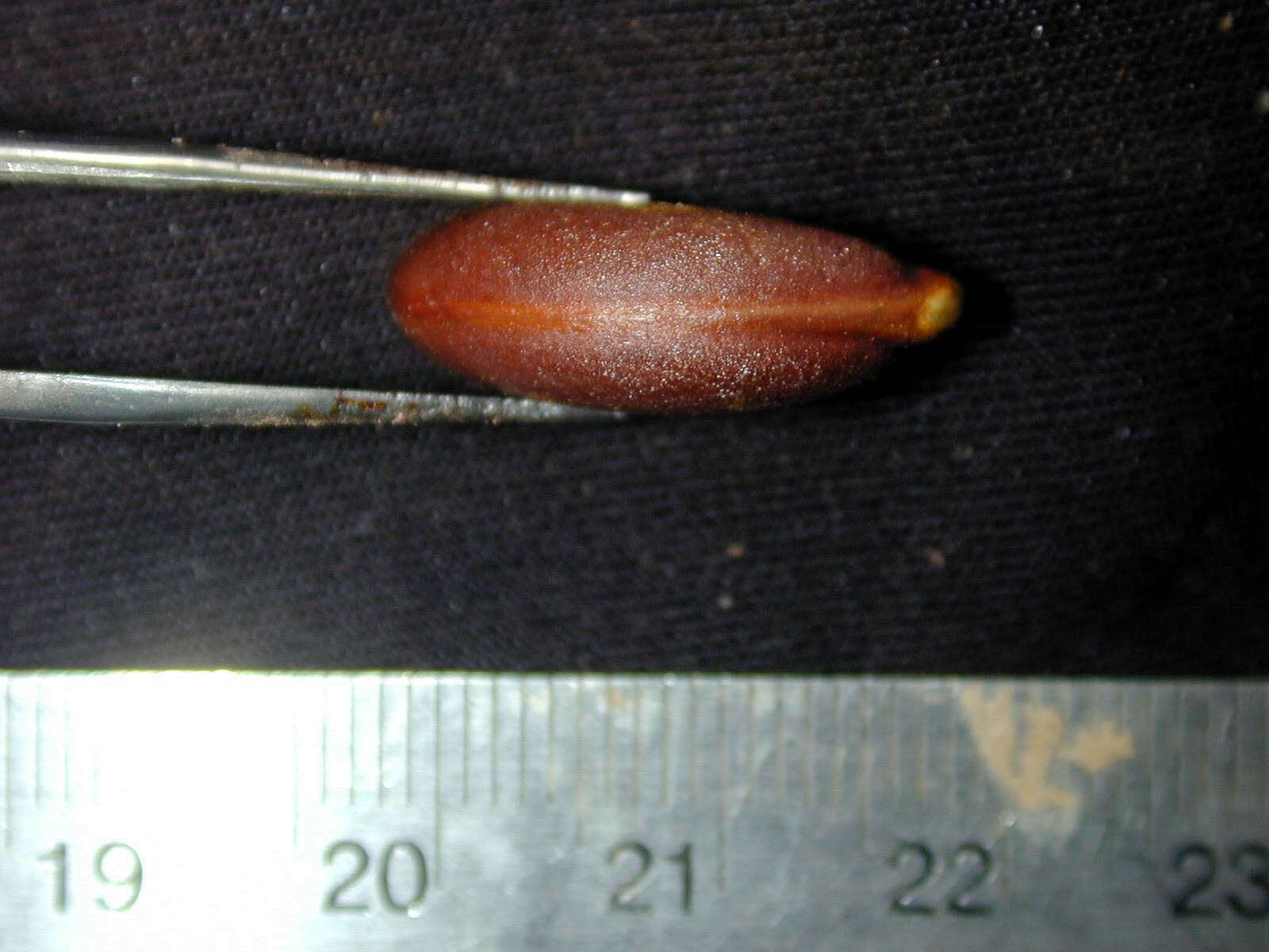 Image de Diospyros subrotata Hiern