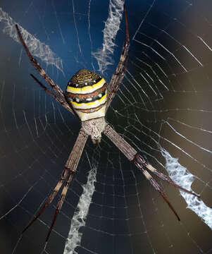 Imagem de Argiope