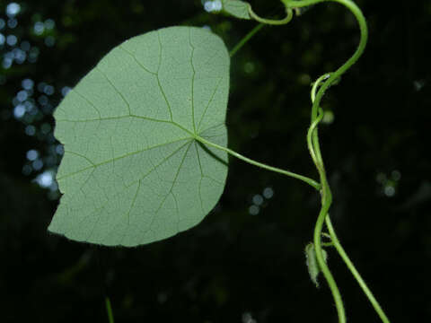 Image de Cissampelos tropaeolifolia DC.