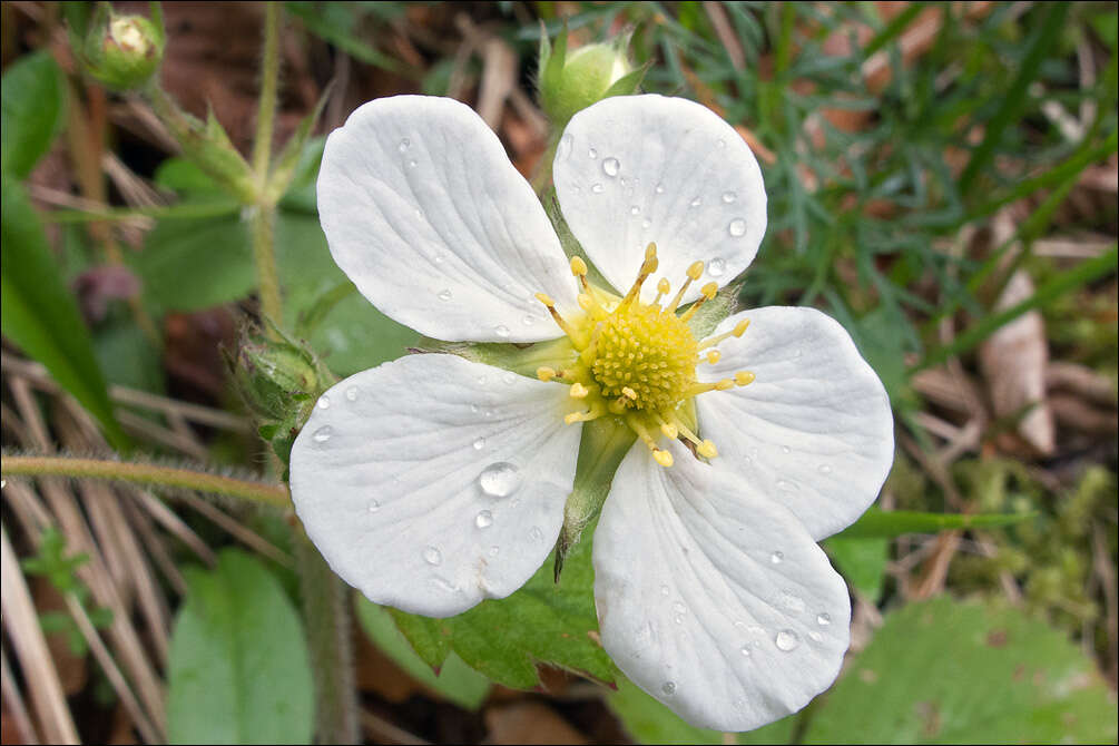 Image de Fraisier musqué