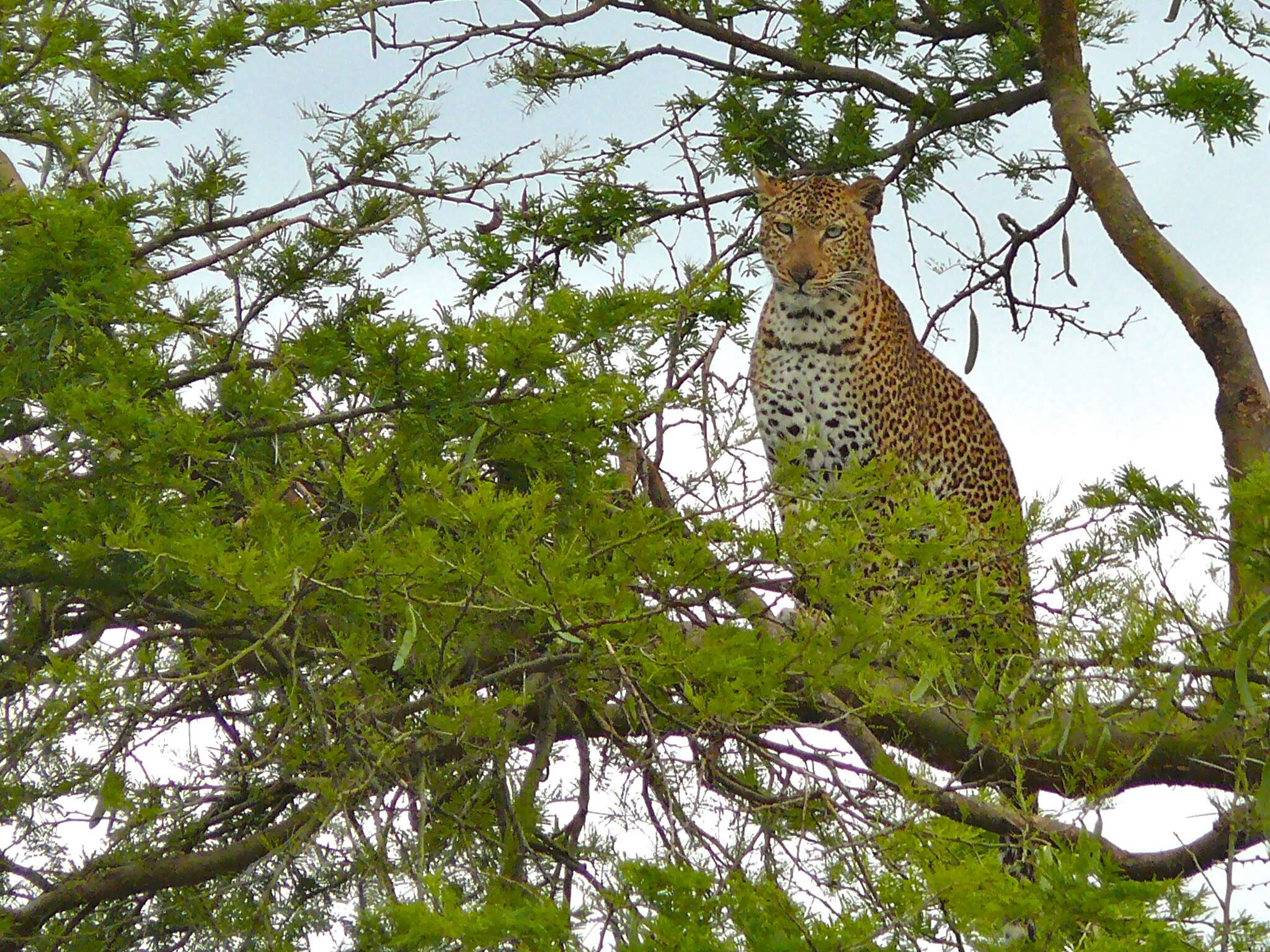 Image of Leopard