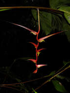 Image of Heliconia trichocarpa G. S. Daniels & F. G. Stiles