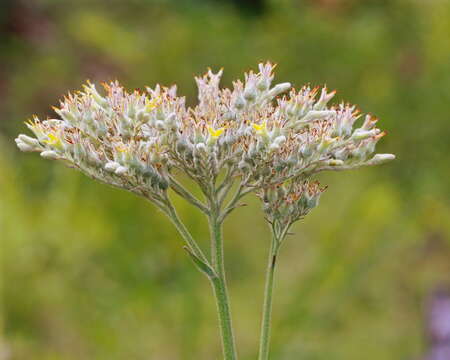 Image de Lachnanthes