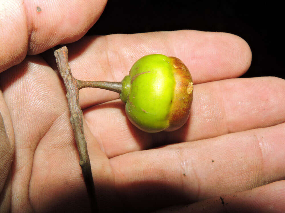 Image of Anthodiscus chocoensis Prance