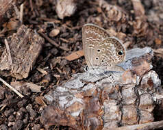 Image of Hemiargus