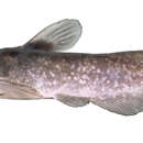 Image of Spotted bullhead