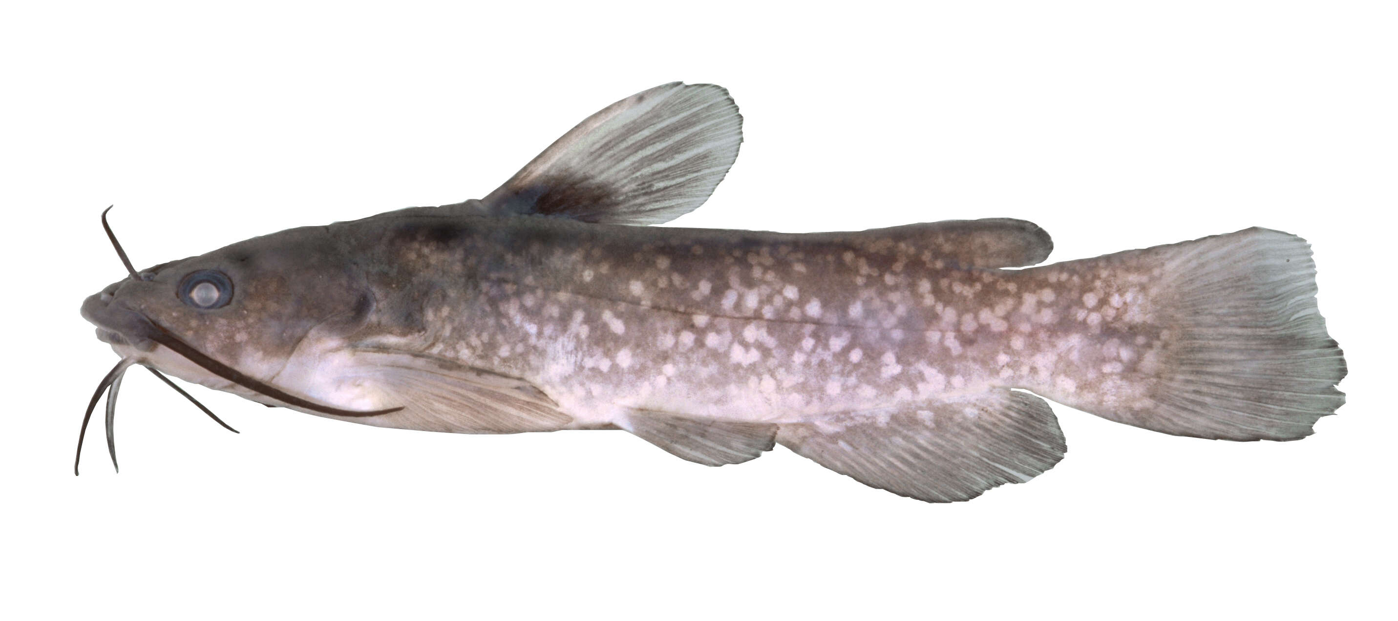 Image of Ameiurus