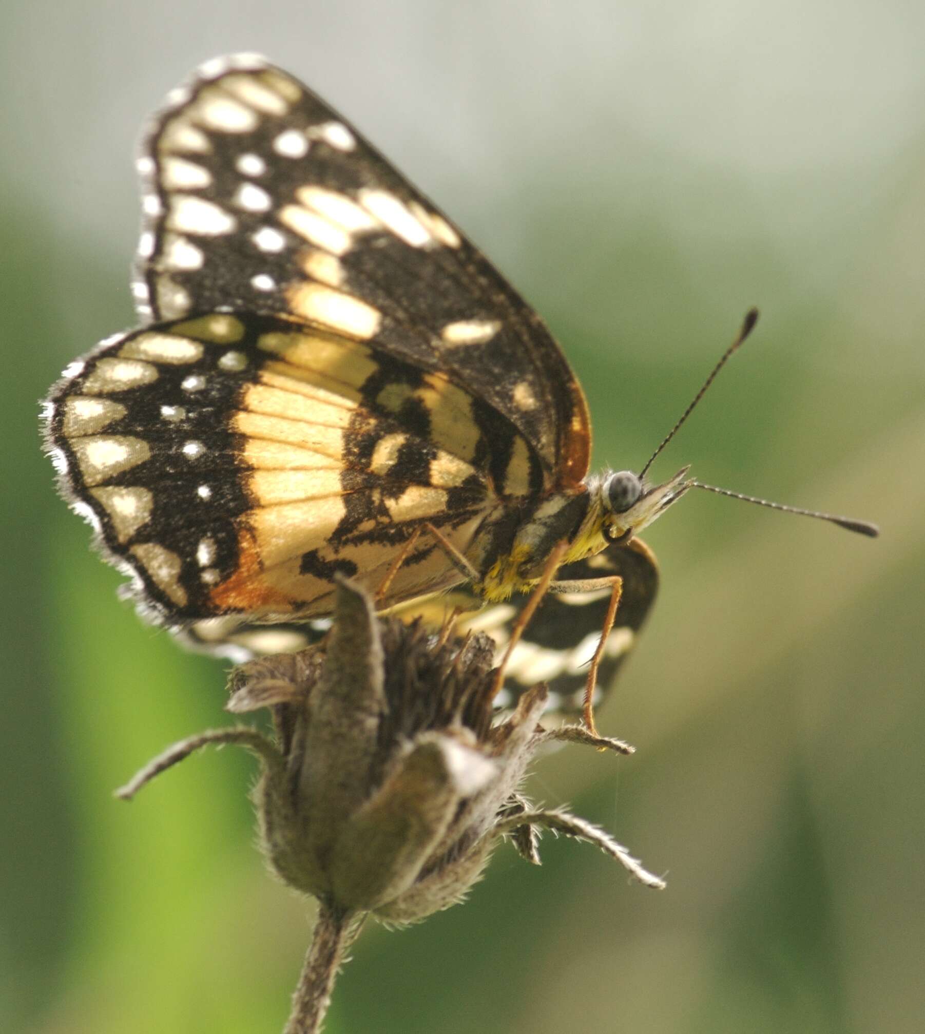 Image of Bordered Patch