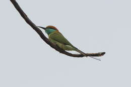 Image of Asian Green Bee-eater