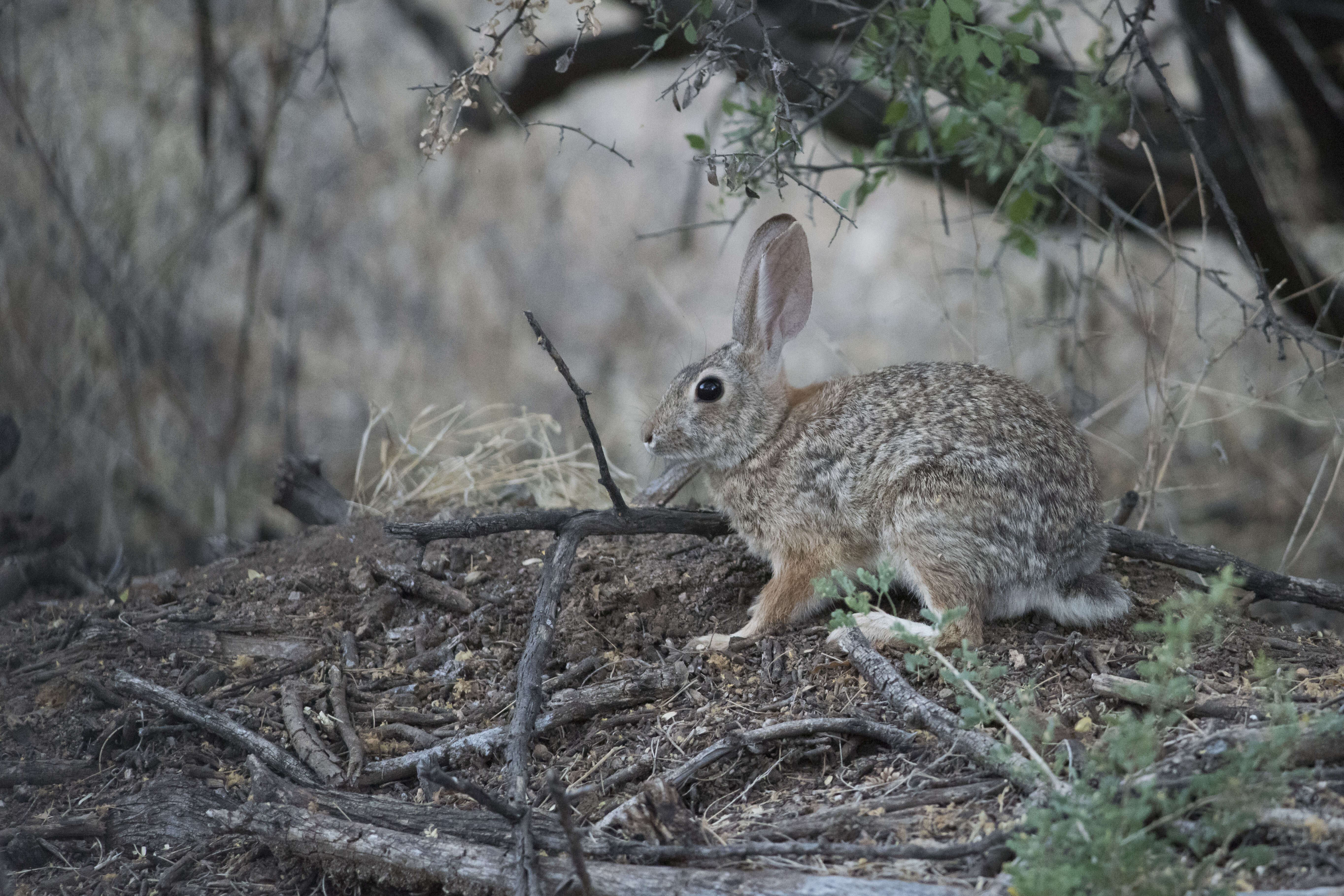 Image of Cottontail rabbit