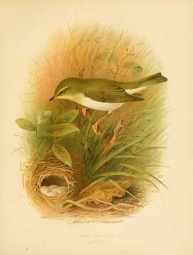 Image of Wood Warbler