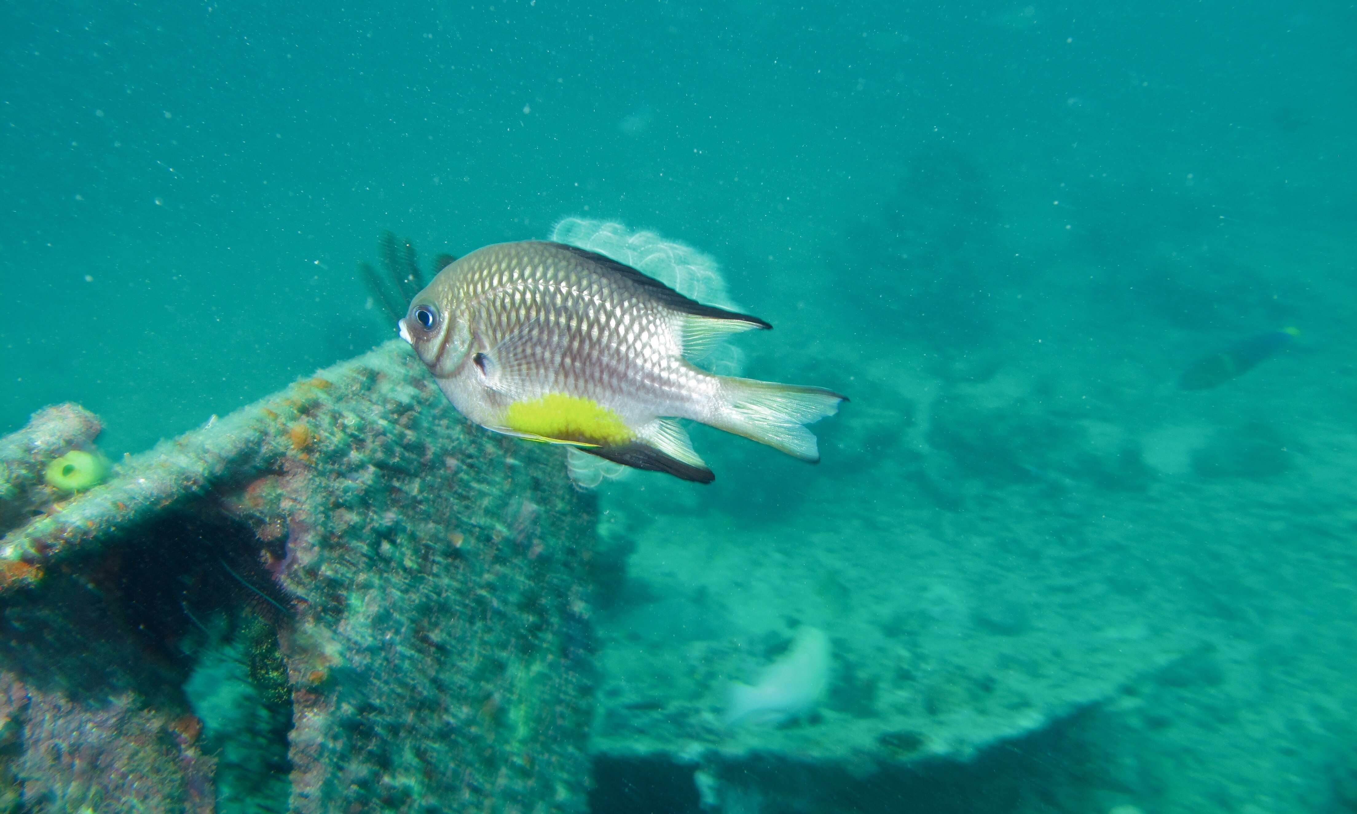 Image of Damselfish