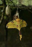 Image of comet moth