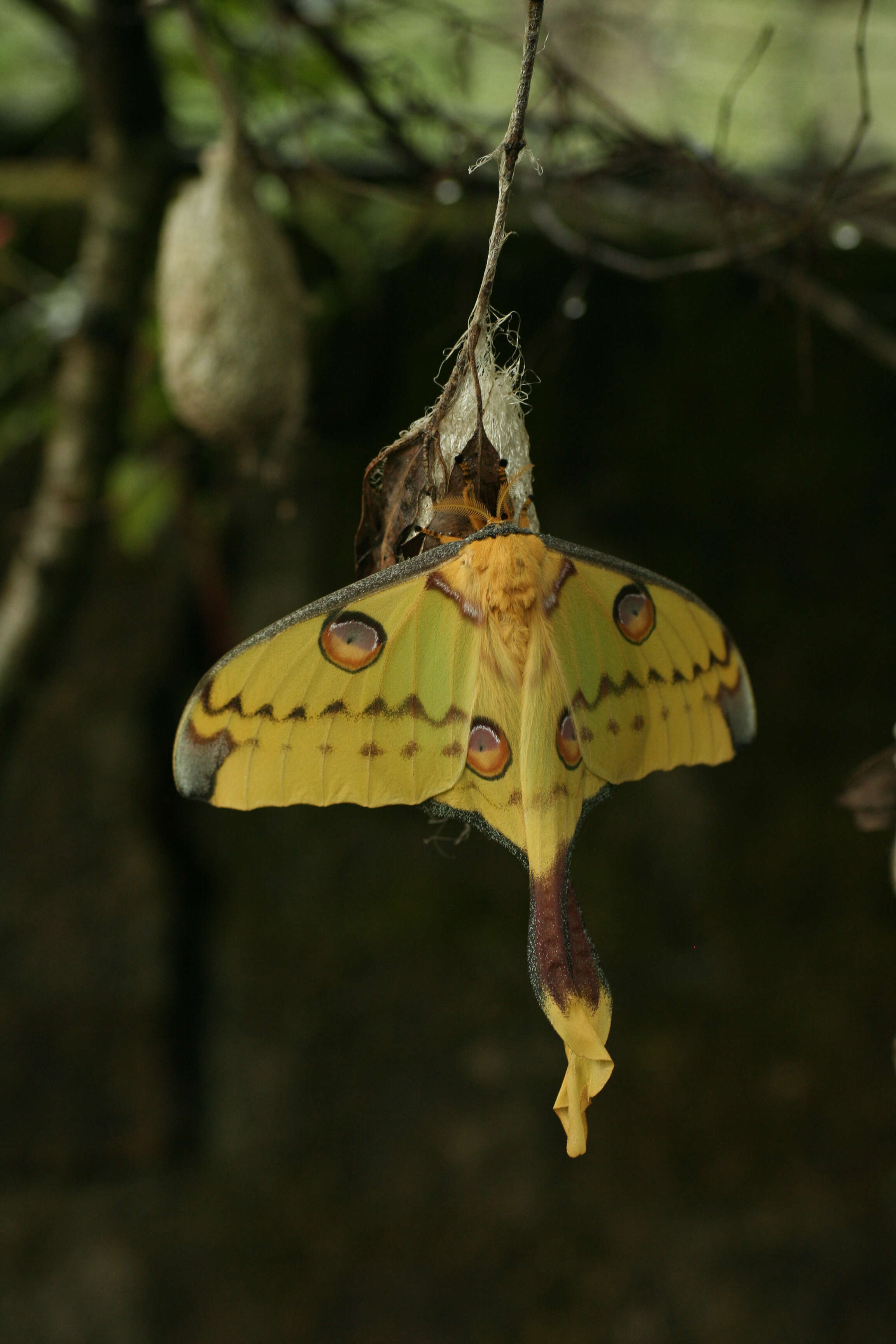 Image of comet moth