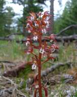 Image of Coralroot