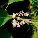 Imagem de Callicarpa longifolia Lam.
