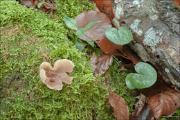 Image of cup fungi