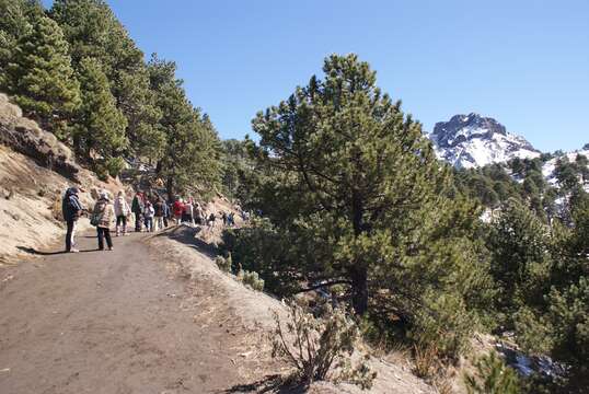 Image de Pinus hartwegii Lindl.