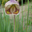 Image of goldblotch gladiolus