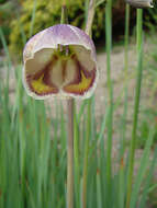 Image of goldblotch gladiolus