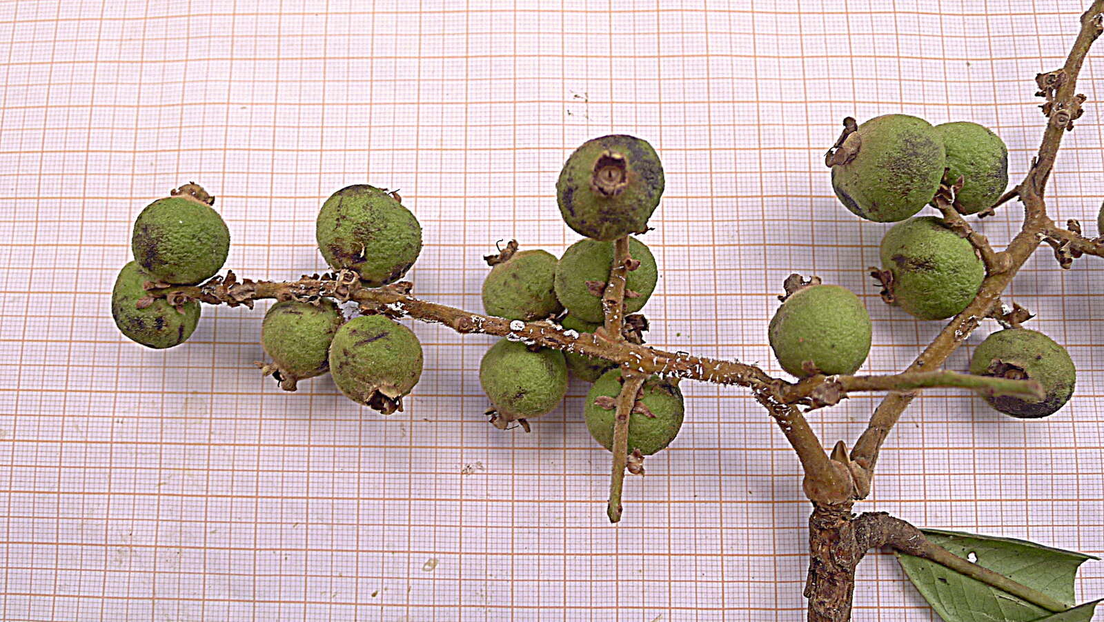 Image of Myrcia obversa (D. Legrand) E. Lucas & C. E. Wilson